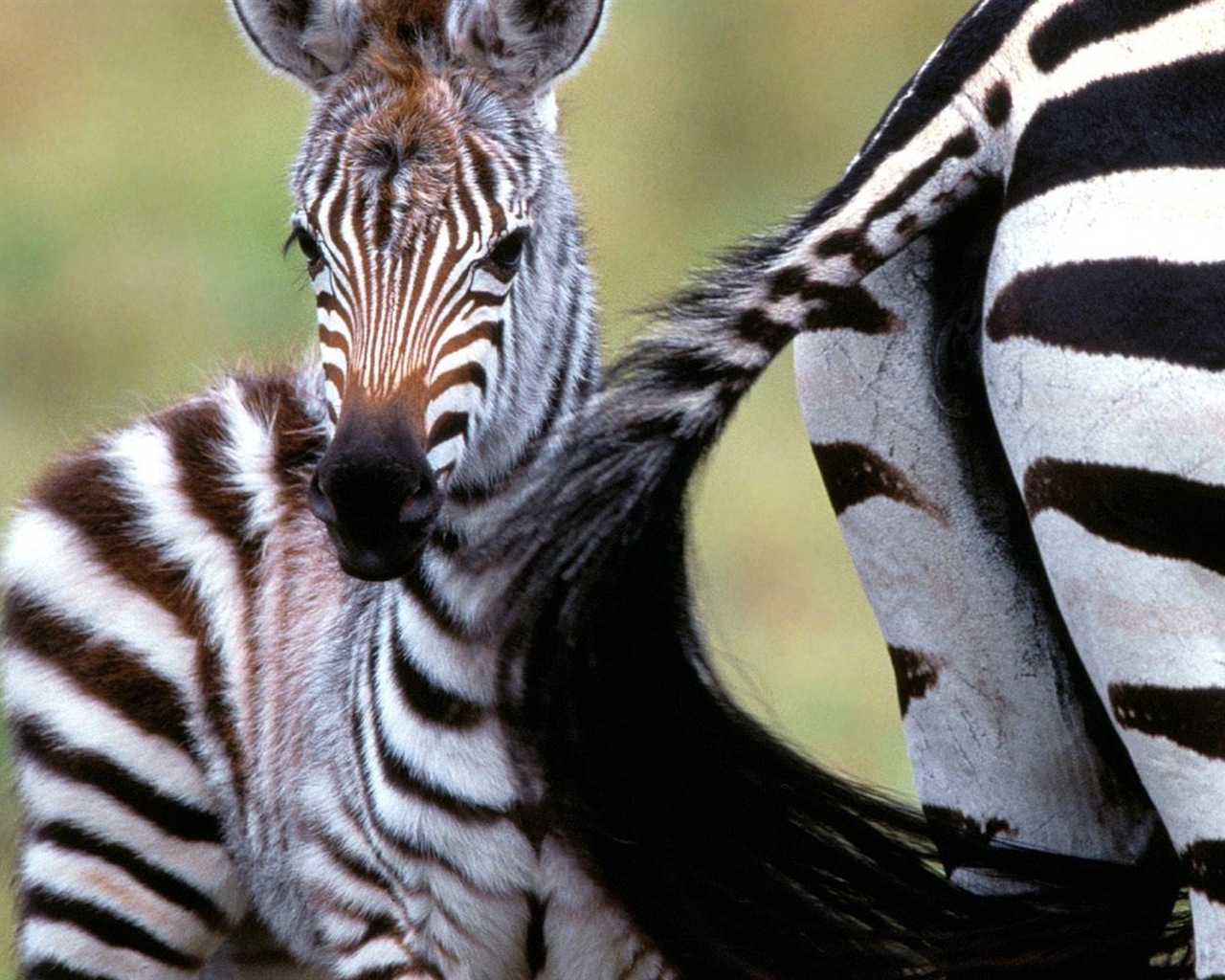 Černá a bílá pruhované zvíře, zebra HD tapety na plochu #10 - 1280x1024
