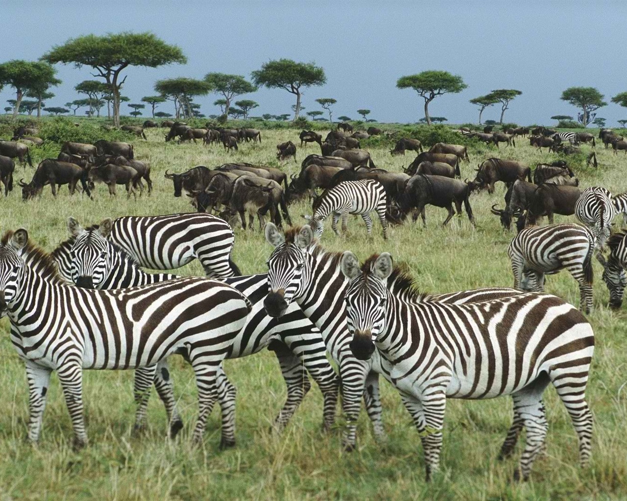 Black and white striped animal, zebra HD wallpapers #12 - 1280x1024
