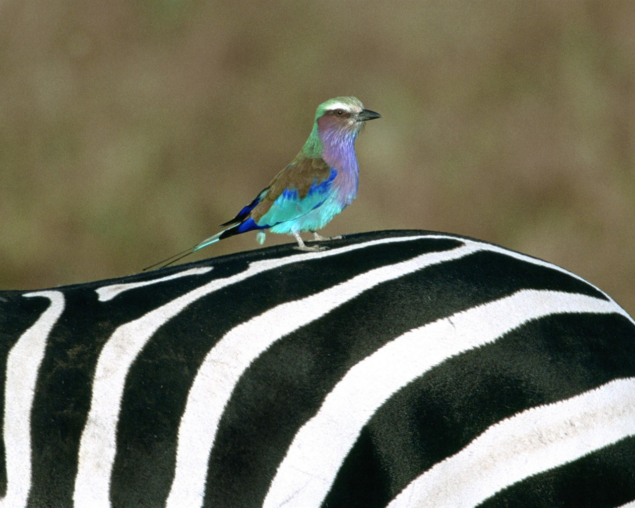 Černá a bílá pruhované zvíře, zebra HD tapety na plochu #13 - 1280x1024