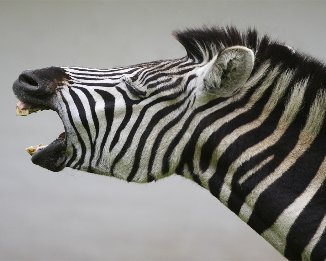 Schwarz-weiß gestreifte Tier, Zebra HD Wallpaper #14 - 1280x1024