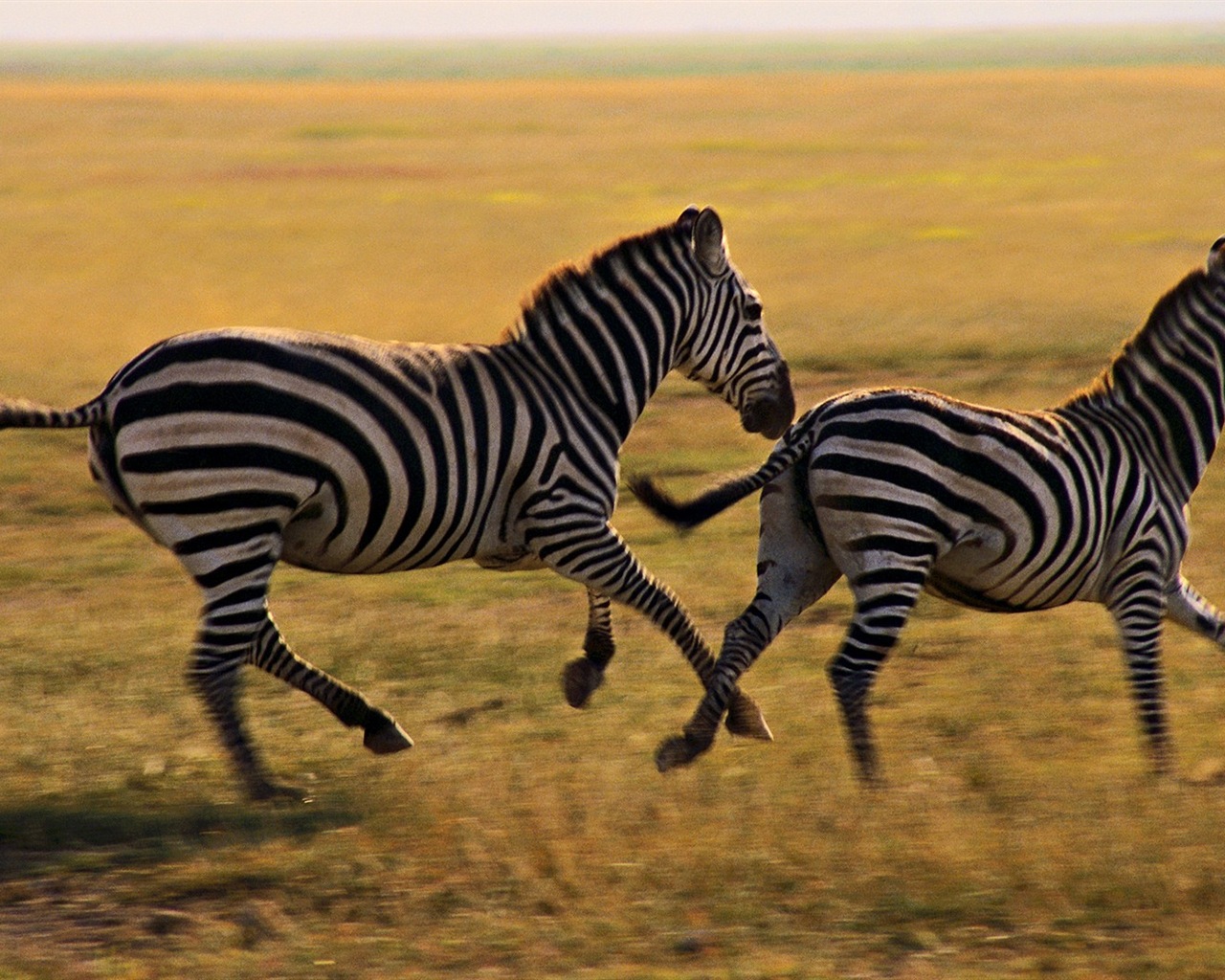 Animal rayé noir et blanc, zèbre fonds d'écran HD #15 - 1280x1024