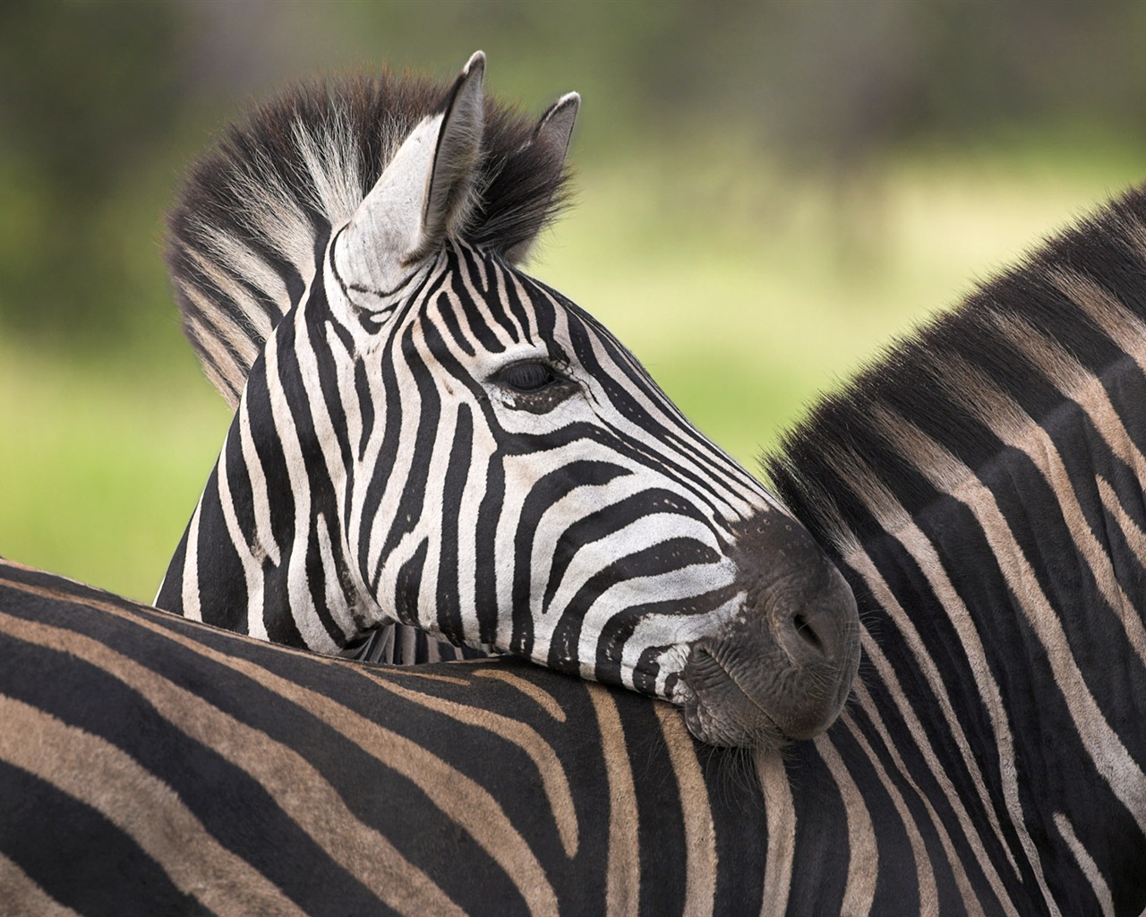 Černá a bílá pruhované zvíře, zebra HD tapety na plochu #16 - 1280x1024