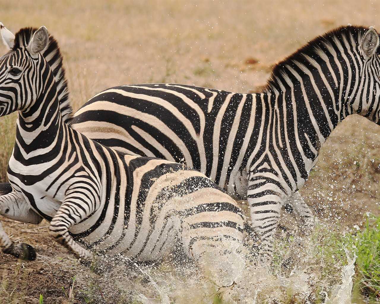 Černá a bílá pruhované zvíře, zebra HD tapety na plochu #19 - 1280x1024
