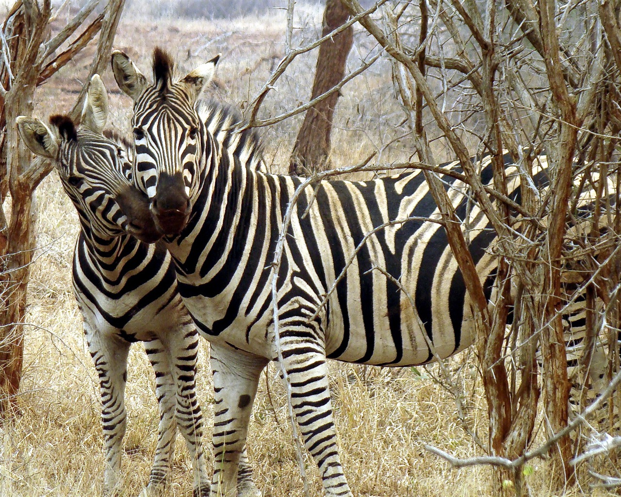 Černá a bílá pruhované zvíře, zebra HD tapety na plochu #20 - 1280x1024