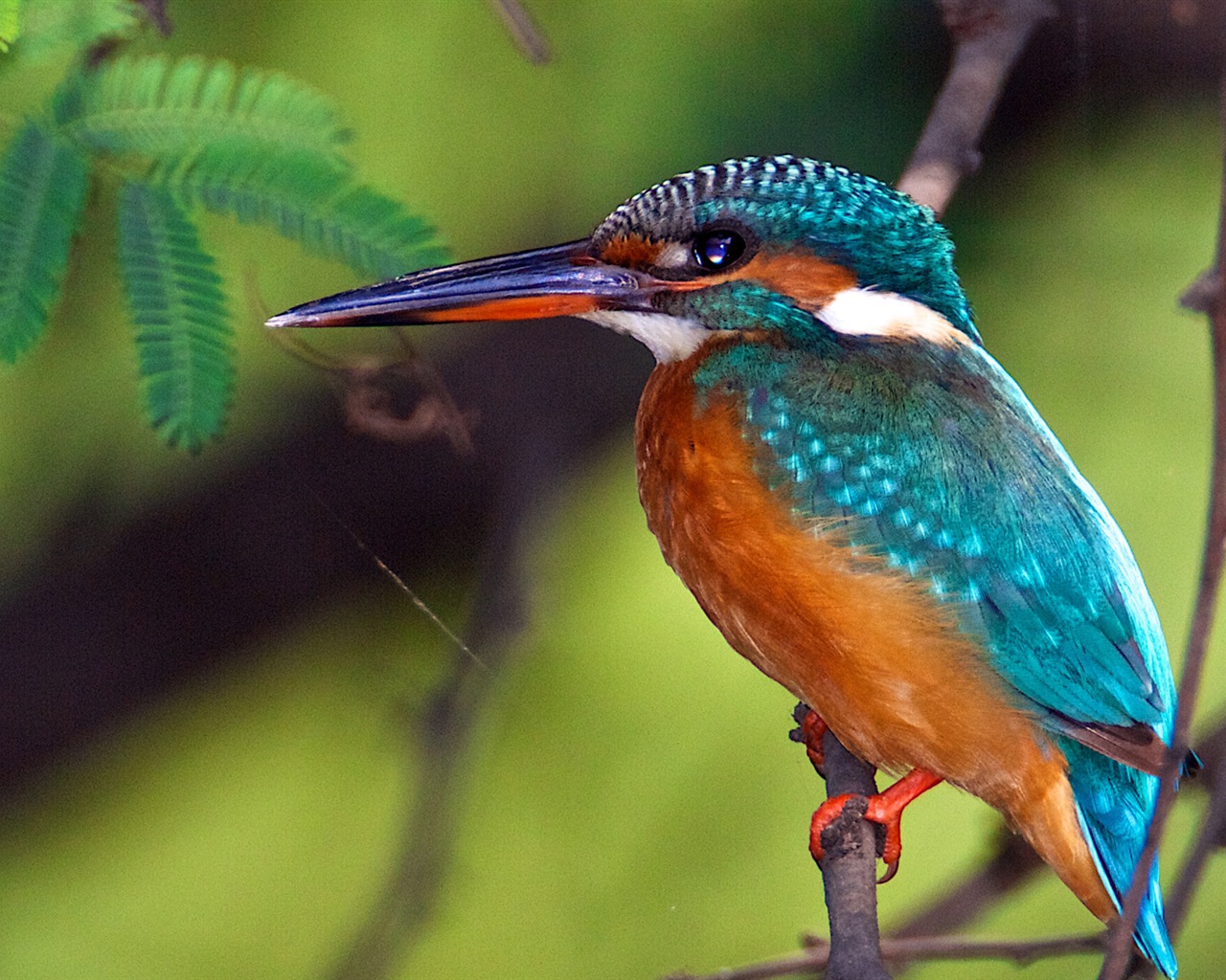 Fondos de pantalla de patrón de pesca, el martín pescador HD #2 - 1280x1024