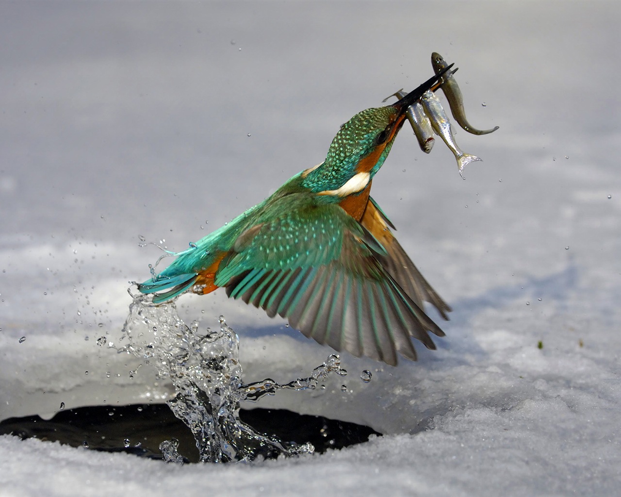 捕魚高手，翠鳥高清壁紙 #7 - 1280x1024