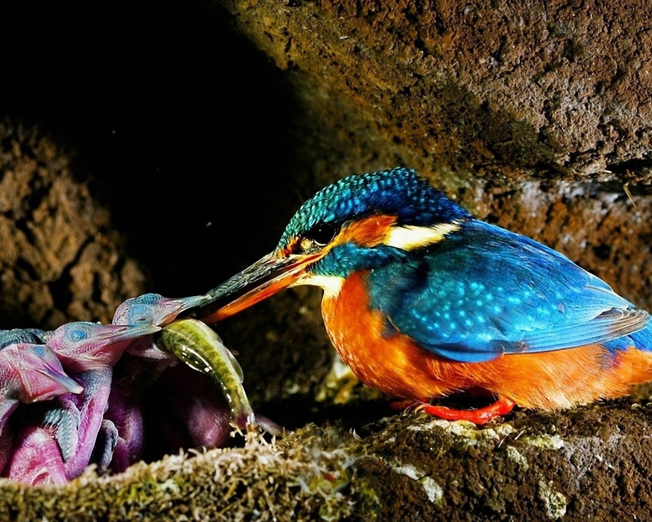捕魚高手，翠鳥高清壁紙 #11 - 1280x1024