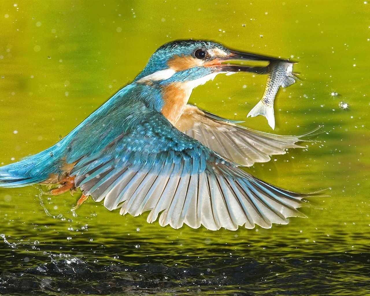 捕魚高手，翠鳥高清壁紙 #12 - 1280x1024