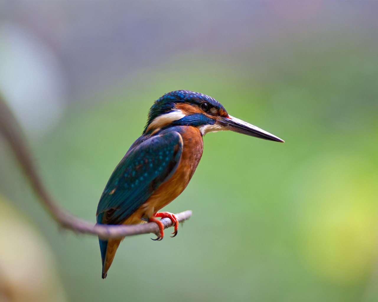 Fishing master, kingfisher HD wallpapers #16 - 1280x1024