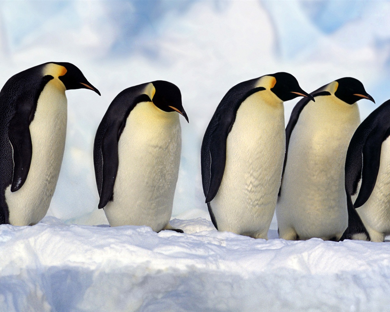 動物的世界，Windows 8 全景寬屏壁紙 #1 - 1280x1024