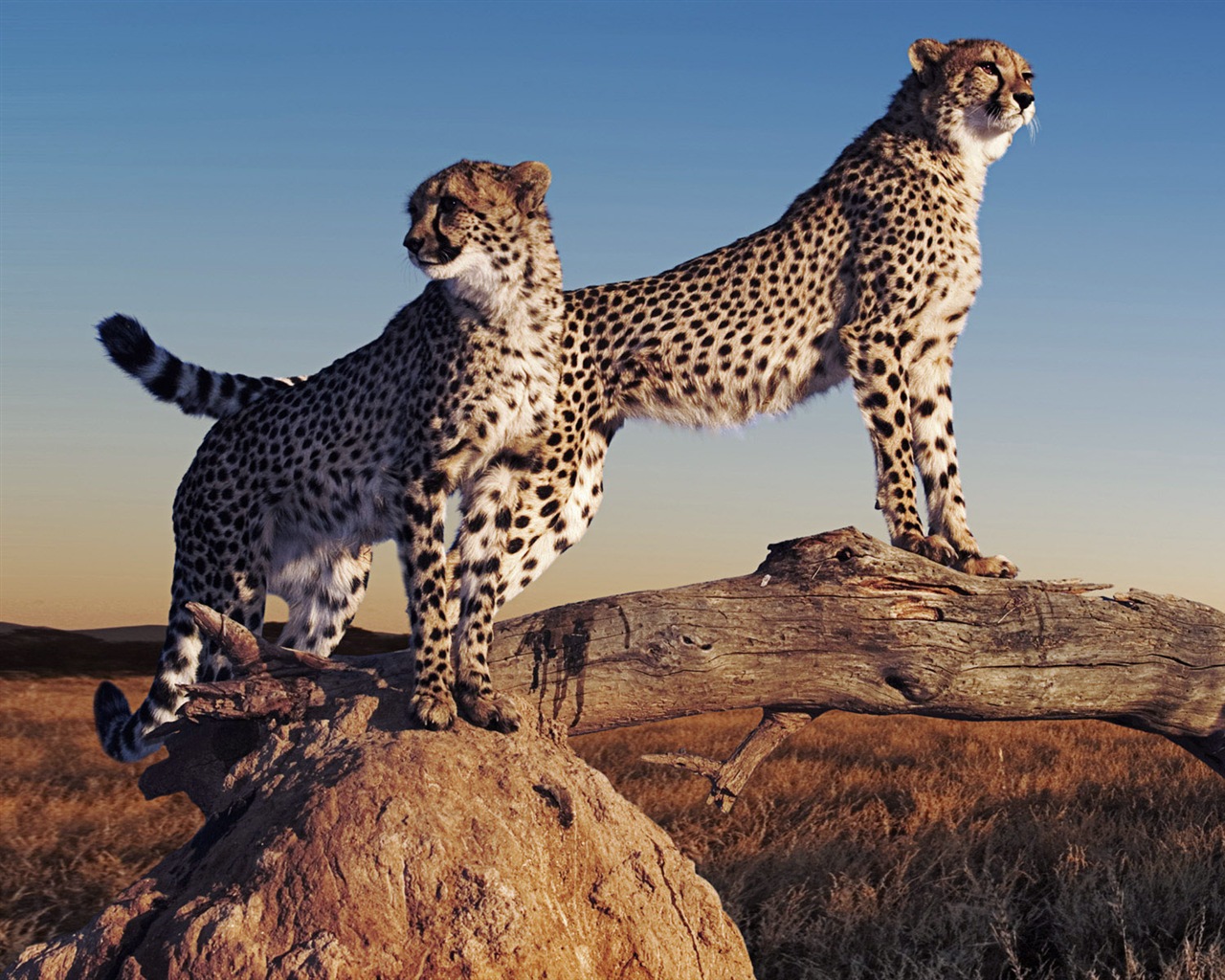 Animal world, Windows 8 panoramic widescreen wallpapers #2 - 1280x1024