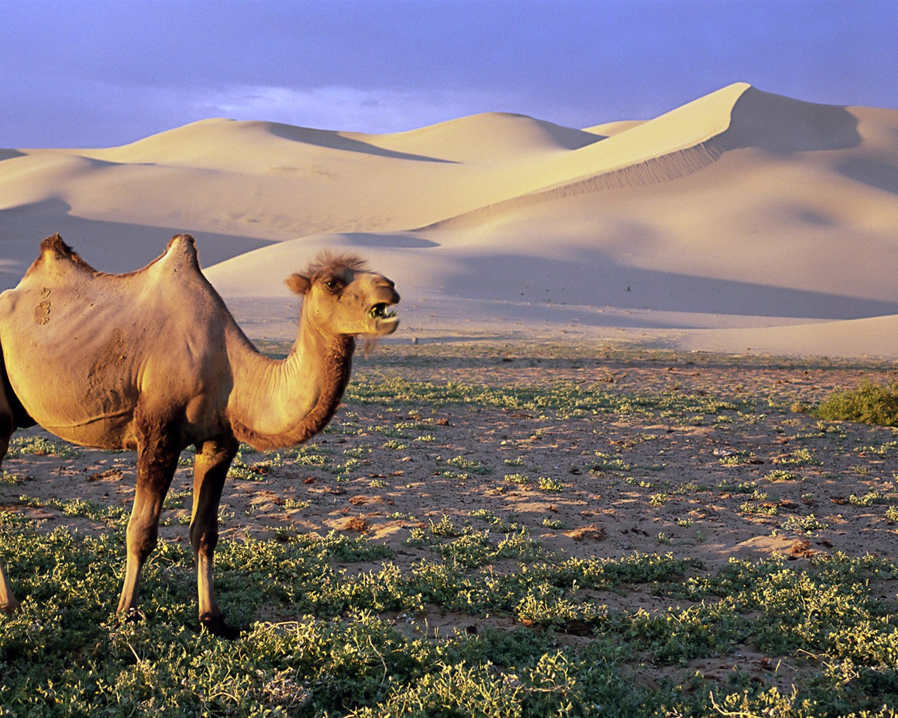 Monde animal, de Windows 8 fonds d'écran widescreen panoramique #5 - 1280x1024