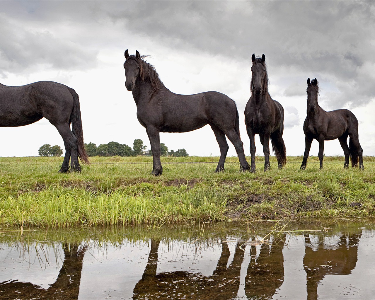 Mundo de los animales, de Windows 8 fondos de pantalla de pantalla ancha panorámica #7 - 1280x1024