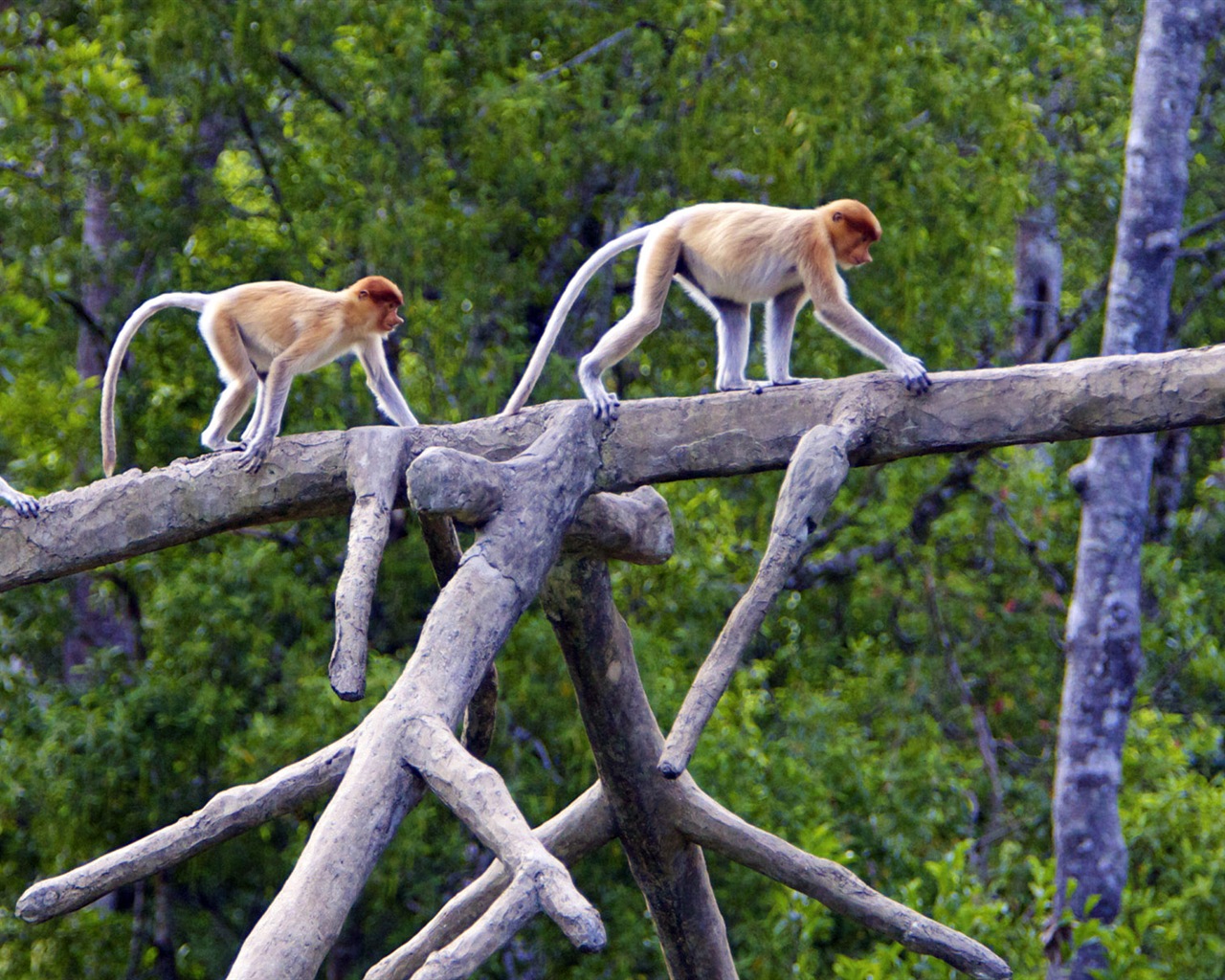 Monde animal, de Windows 8 fonds d'écran widescreen panoramique #10 - 1280x1024