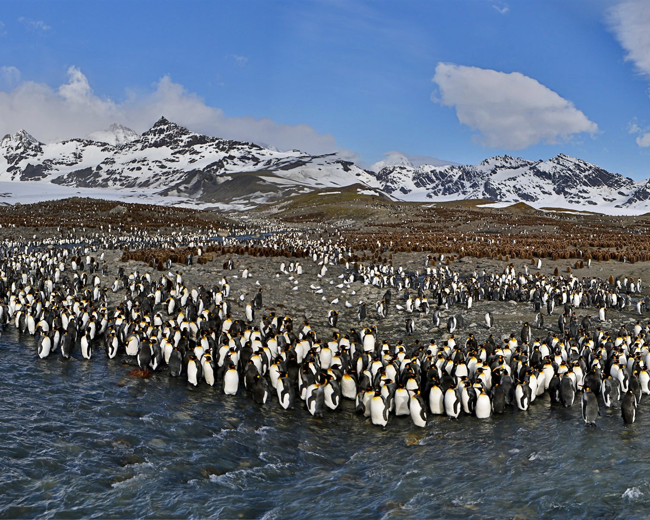 Monde animal, de Windows 8 fonds d'écran widescreen panoramique #13 - 1280x1024