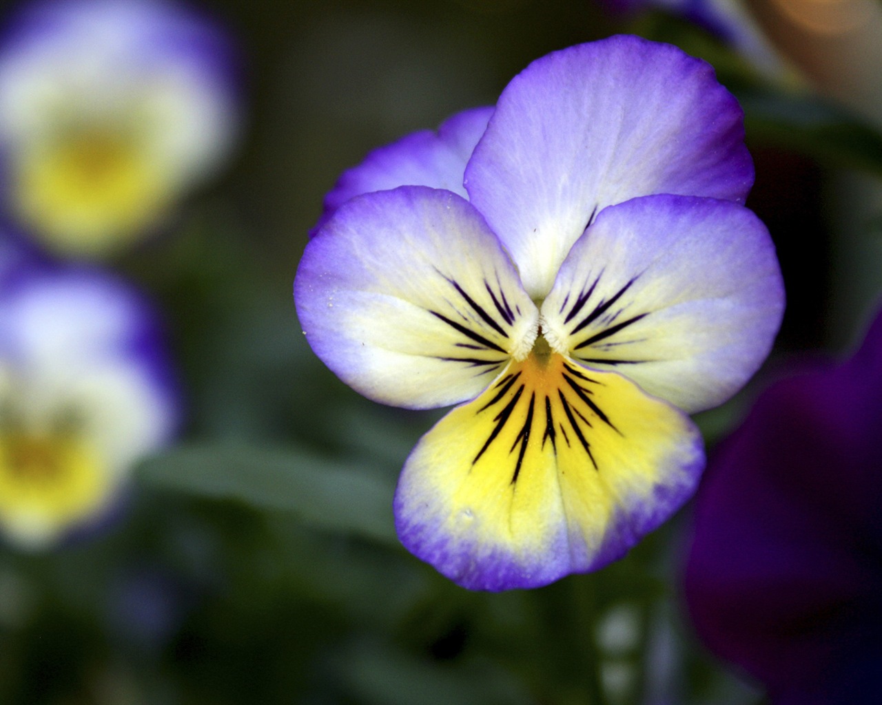 Fleurs colorées close-up, de Windows 8 fonds d'écran HD #2 - 1280x1024