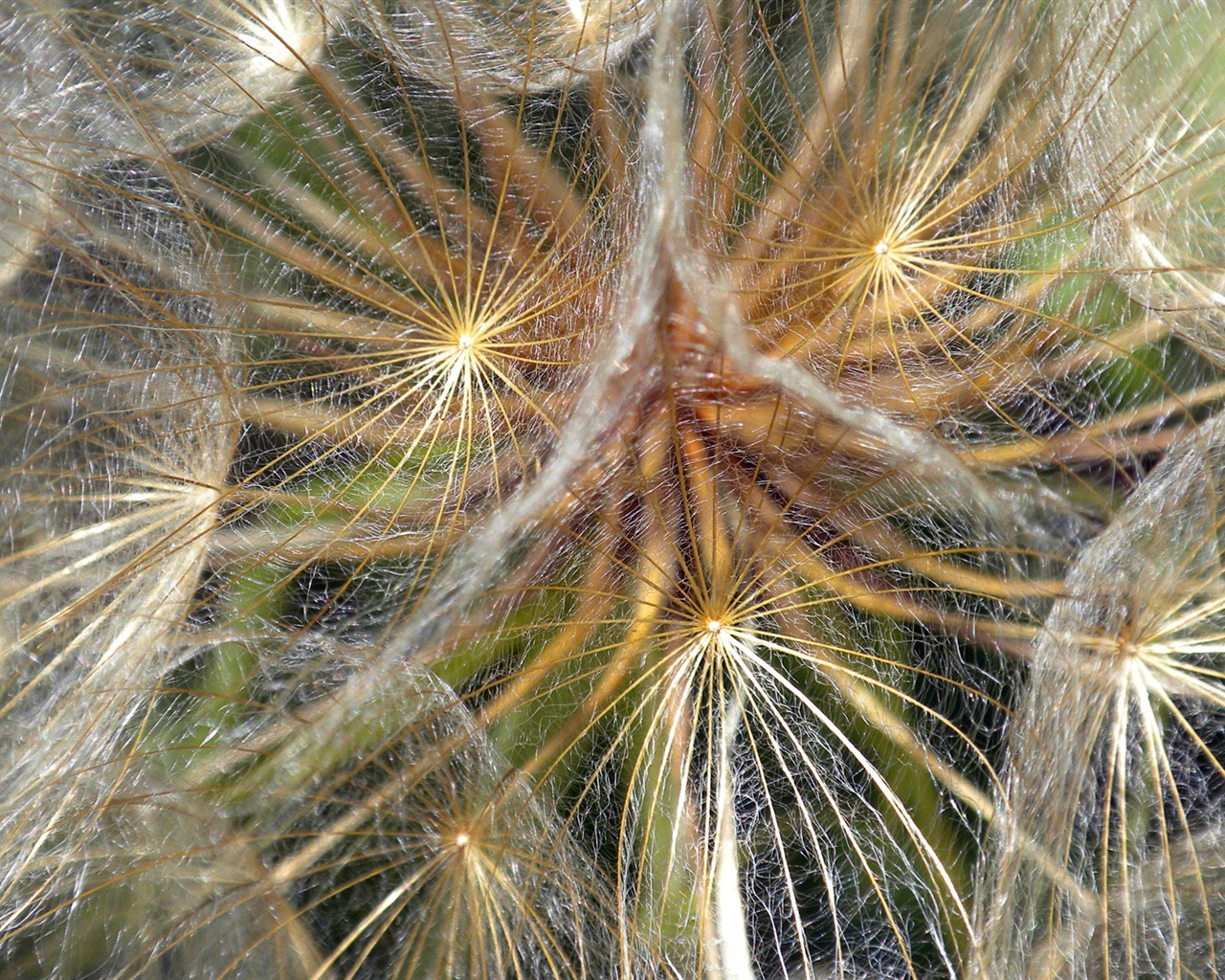 Fleurs colorées close-up, de Windows 8 fonds d'écran HD #7 - 1280x1024