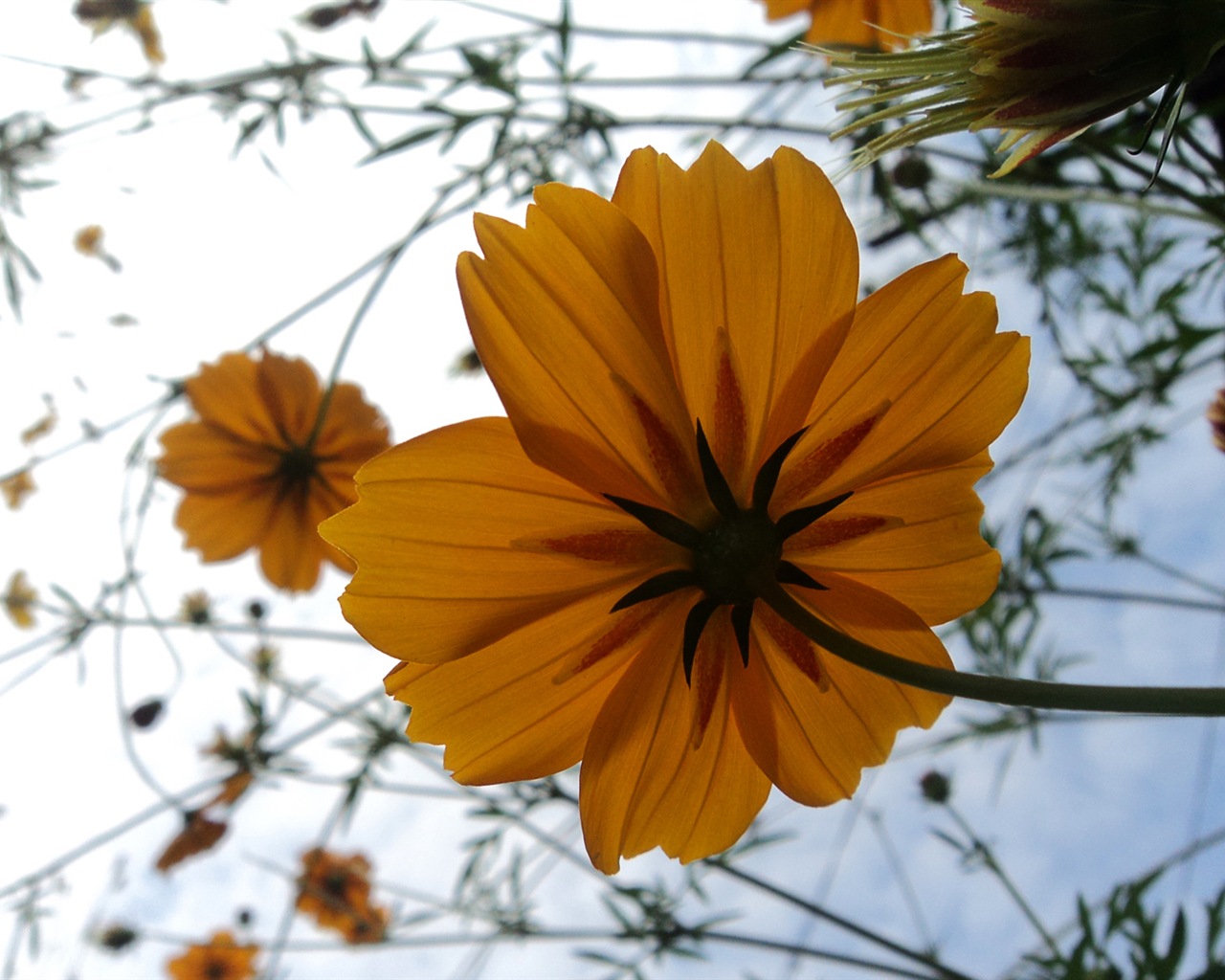 화려한 꽃 근접, 윈도우 8의 HD 배경 화면 #11 - 1280x1024