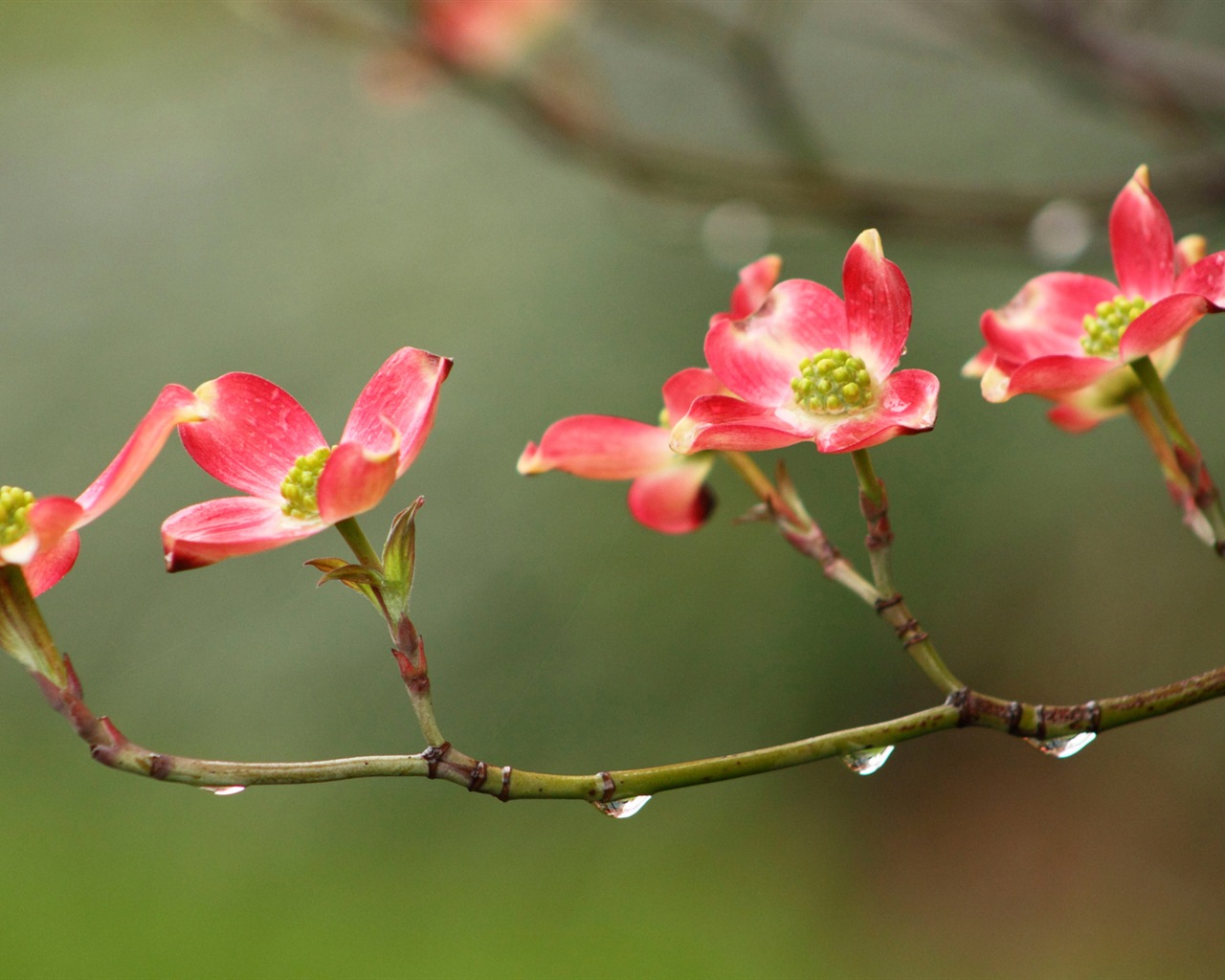 Colorful flowers close-up, Windows 8 HD wallpapers #15 - 1280x1024