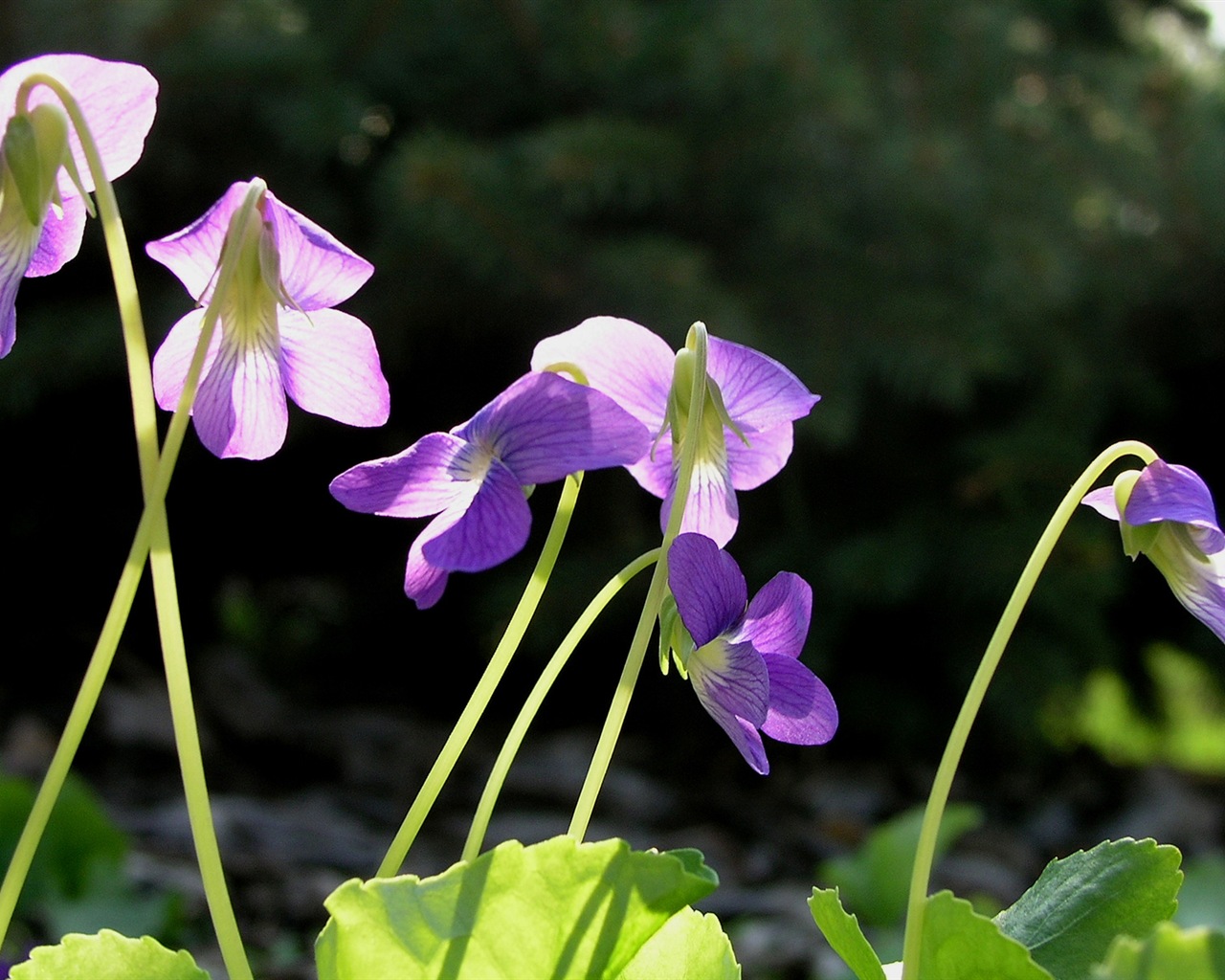 五颜六色的鲜花特写，Windows 8 高清壁纸19 - 1280x1024