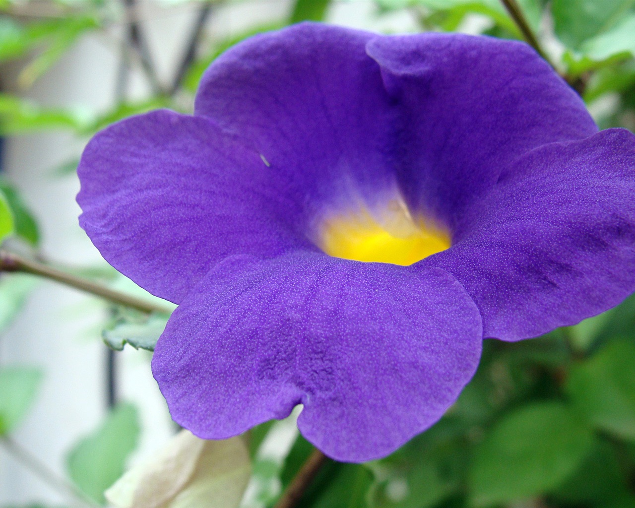 Fleurs colorées close-up, de Windows 8 fonds d'écran HD #20 - 1280x1024