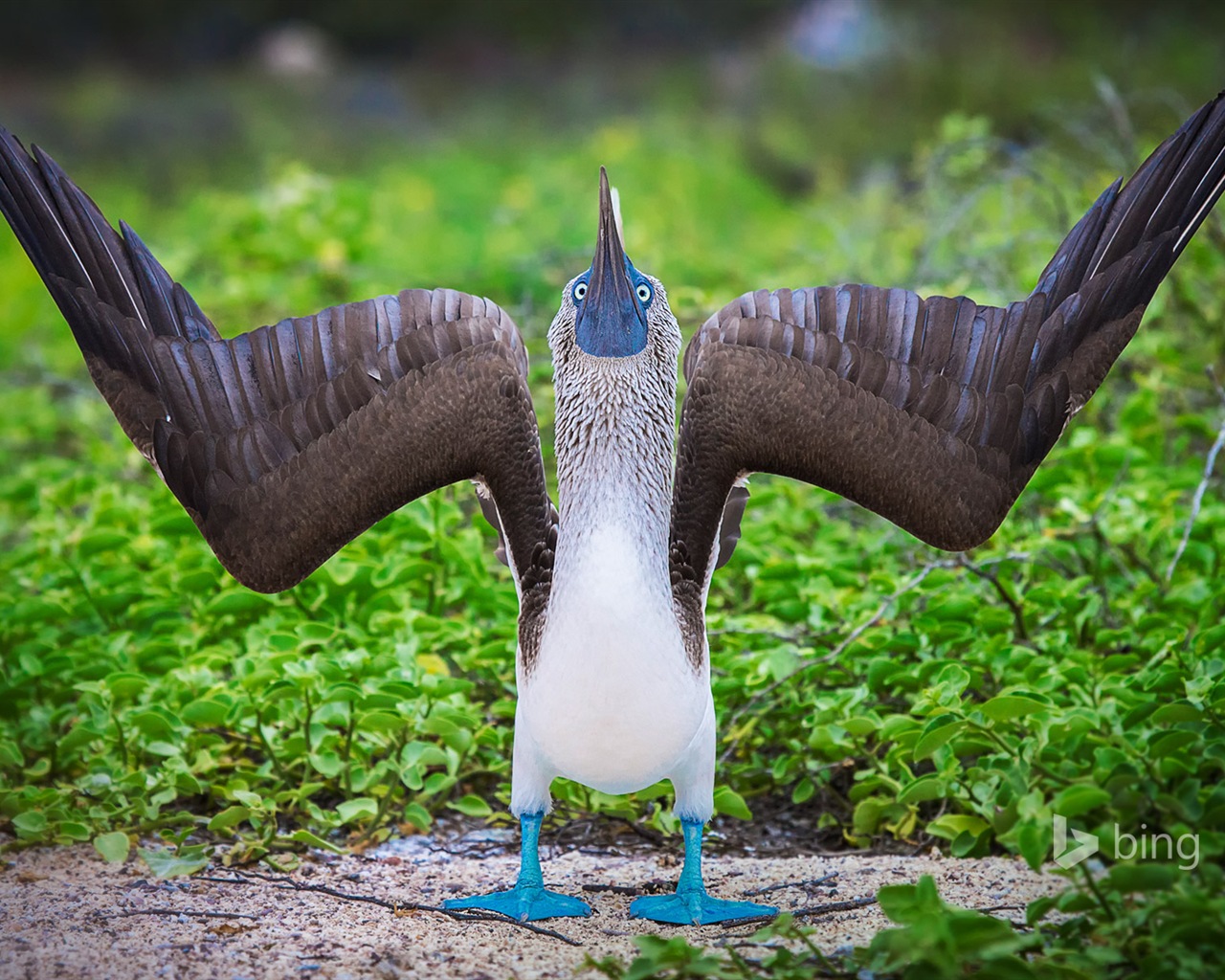 June 2014 Bing official wallpaper selection #6 - 1280x1024