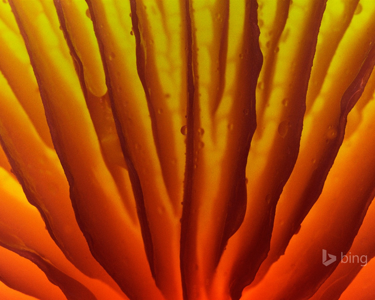 06. 2014 Výběr Bing oficiální wallpaper #11 - 1280x1024
