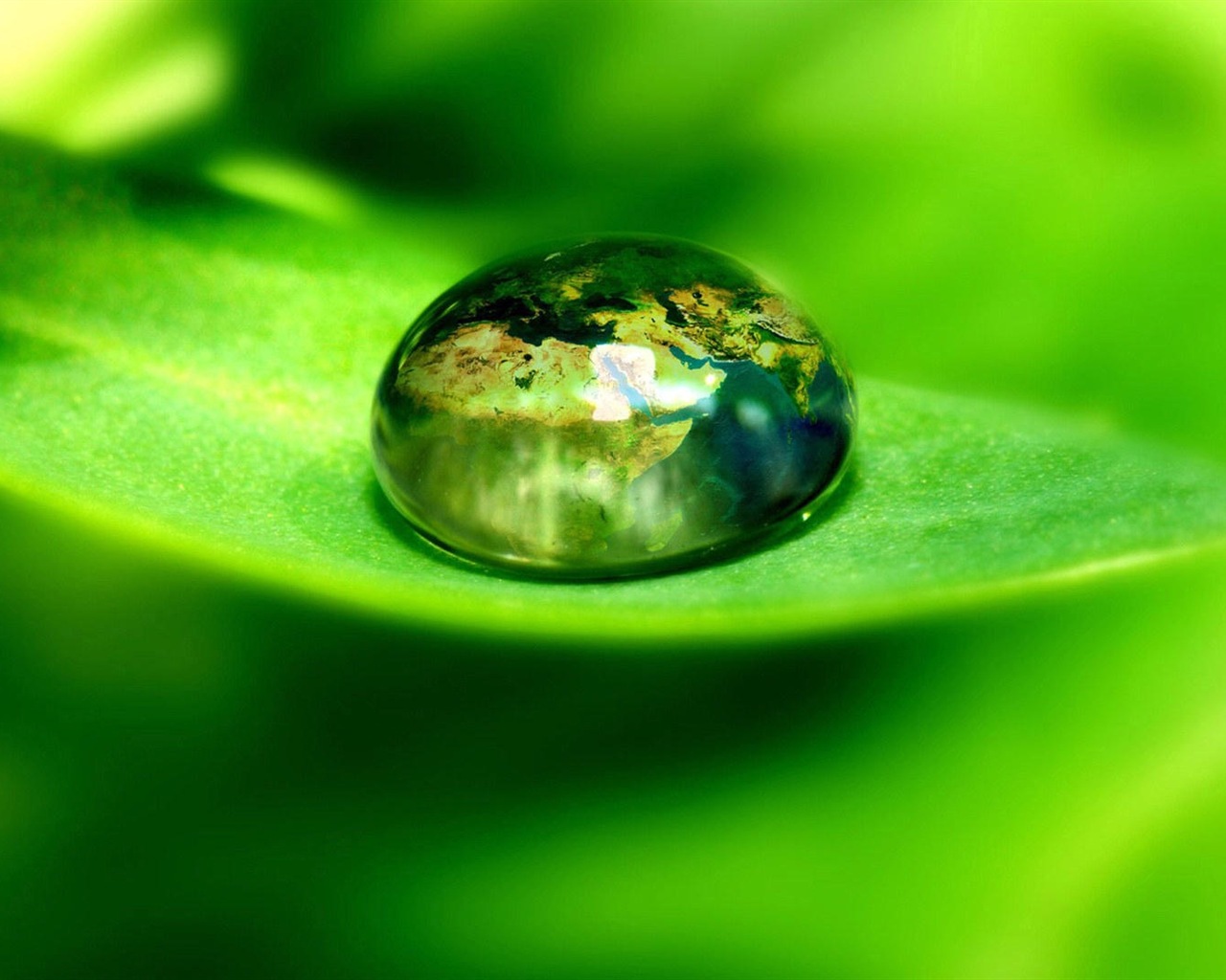 Hojas de las plantas con fondos de pantalla de alta definición de rocío #2 - 1280x1024