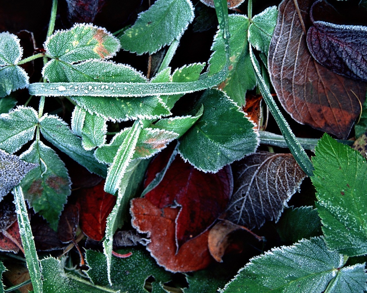 Les feuilles des plantes avec des papiers peints rosée HD #3 - 1280x1024