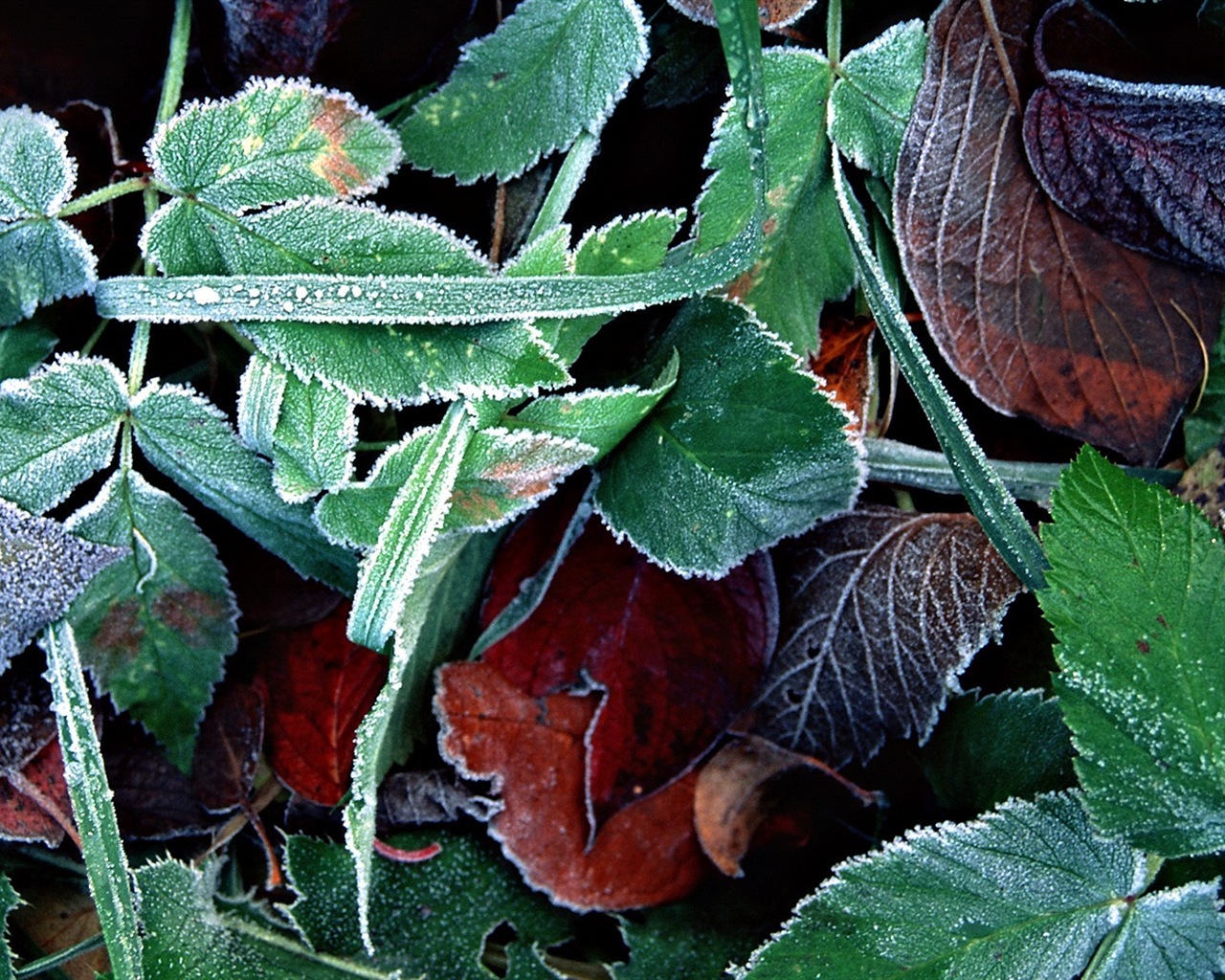 Hojas de las plantas con fondos de pantalla de alta definición de rocío #3 - 1280x1024