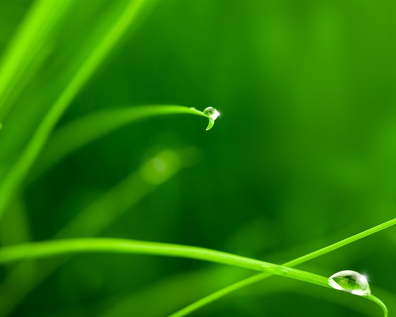 Plant leaves with dew HD wallpapers #4 - 1280x1024