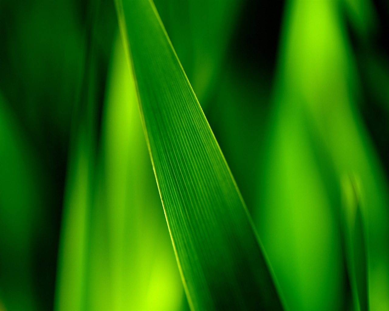 Hojas de las plantas con fondos de pantalla de alta definición de rocío #5 - 1280x1024