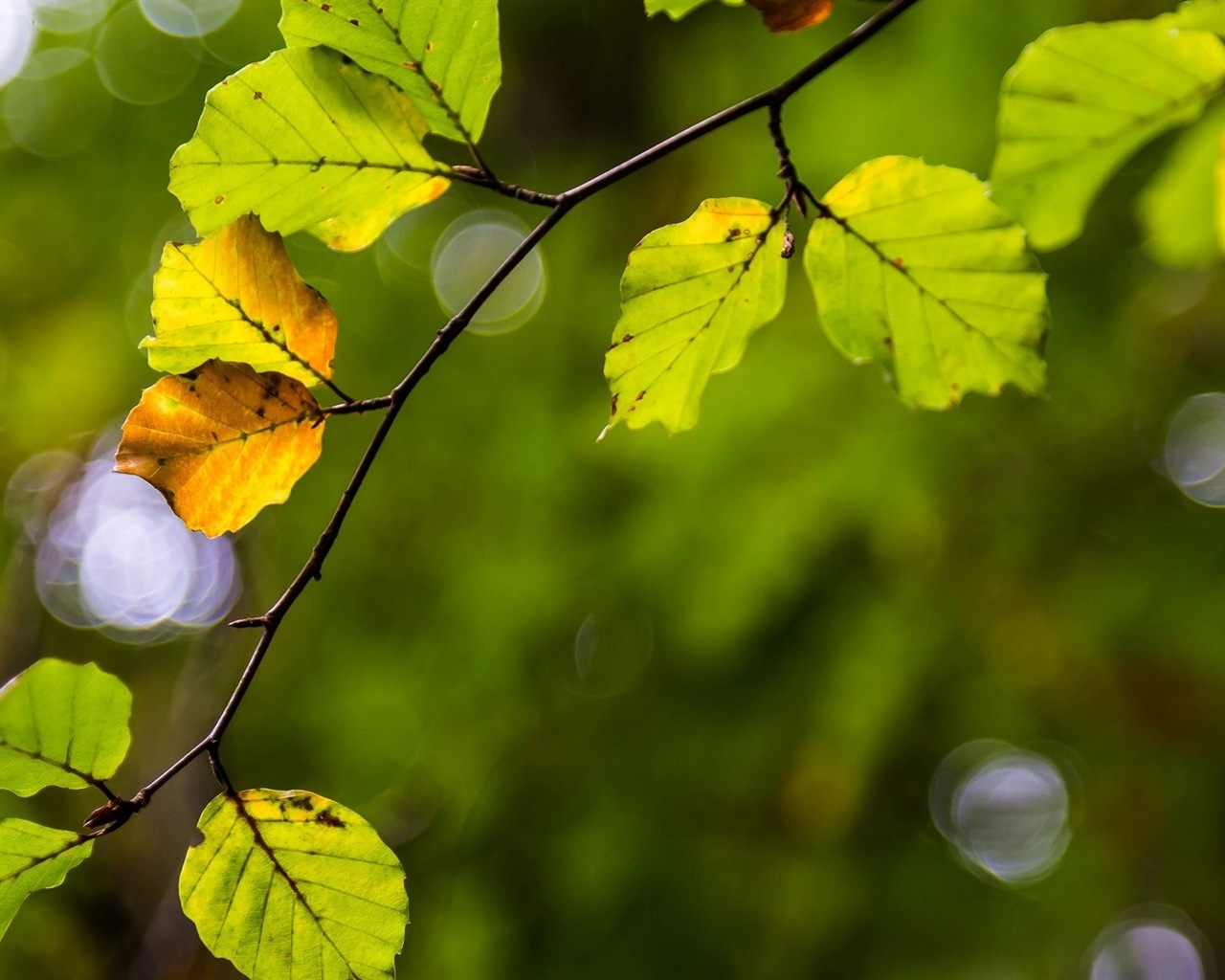 Les feuilles des plantes avec des papiers peints rosée HD #6 - 1280x1024