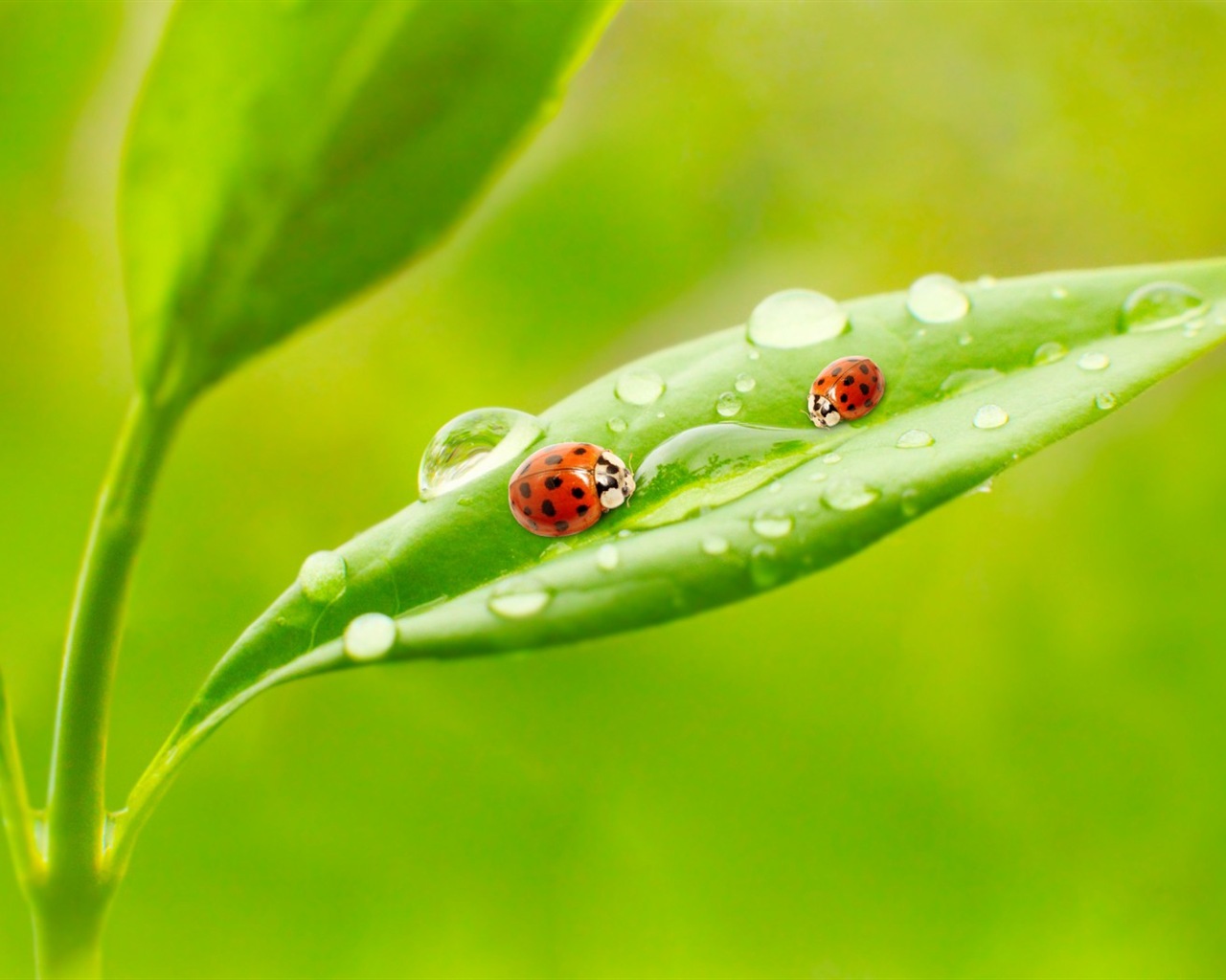 Plant leaves with dew HD wallpapers #9 - 1280x1024
