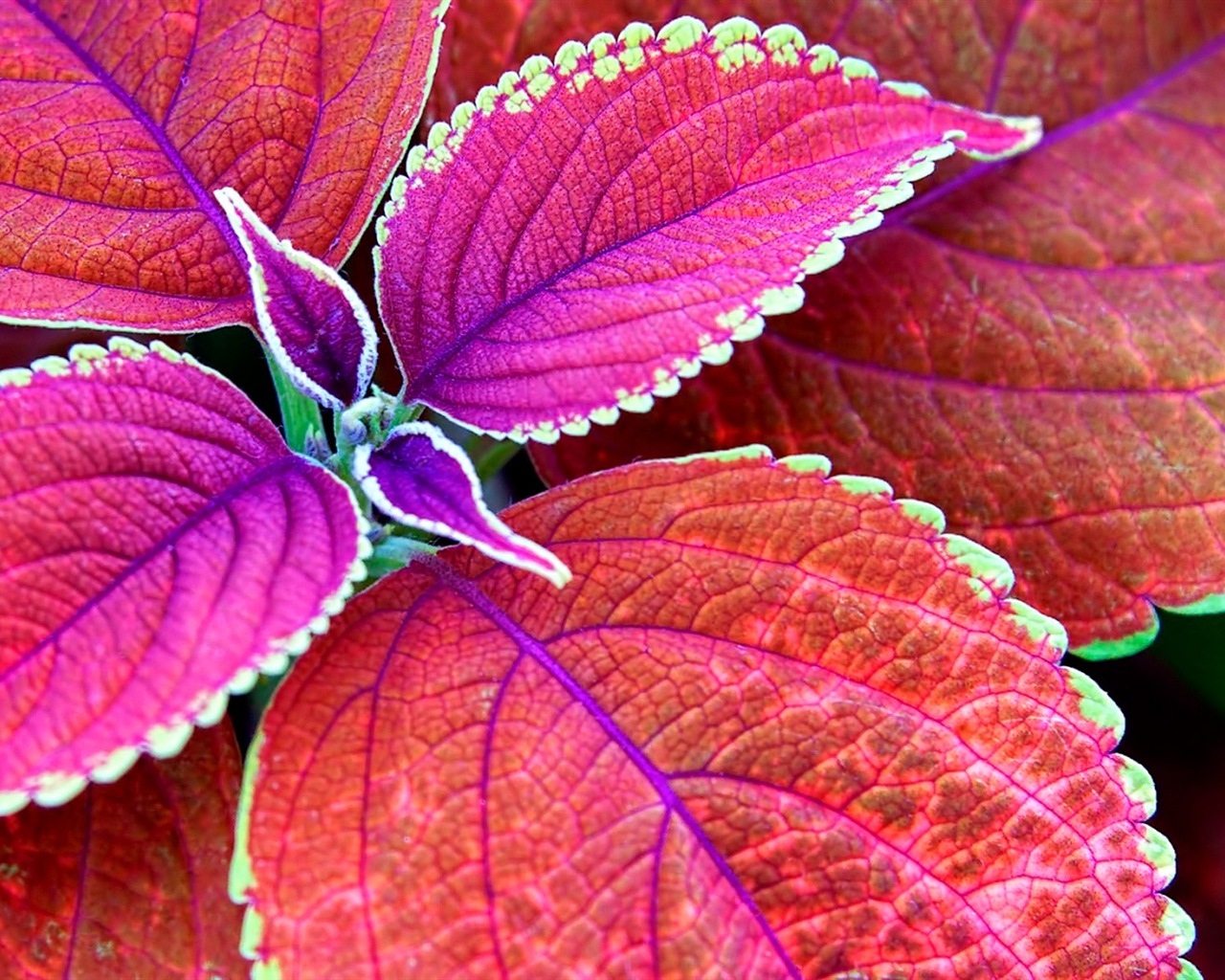 葉子與露珠 高清植物壁紙 #10 - 1280x1024