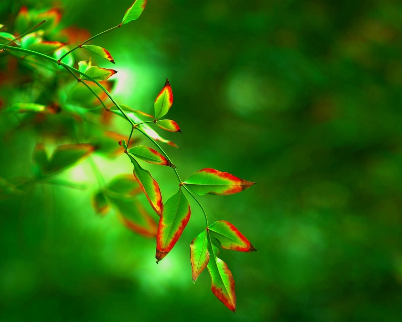 Les feuilles des plantes avec des papiers peints rosée HD #11 - 1280x1024