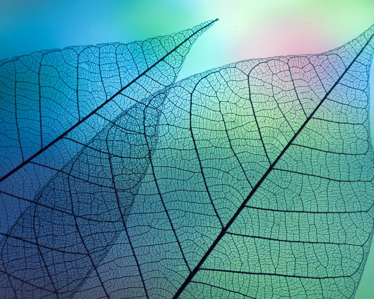 葉子與露珠 高清植物壁紙 #13 - 1280x1024