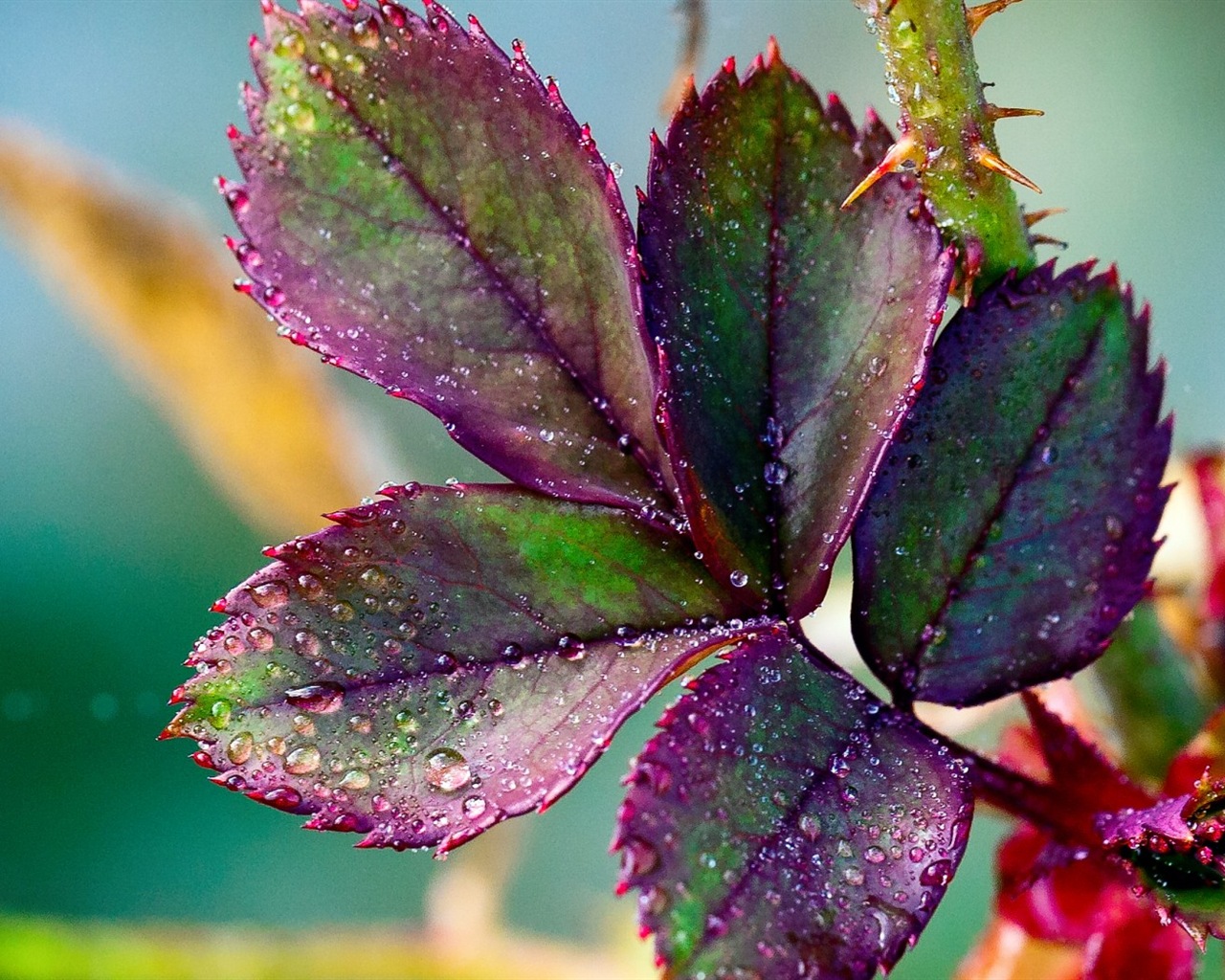 Les feuilles des plantes avec des papiers peints rosée HD #15 - 1280x1024