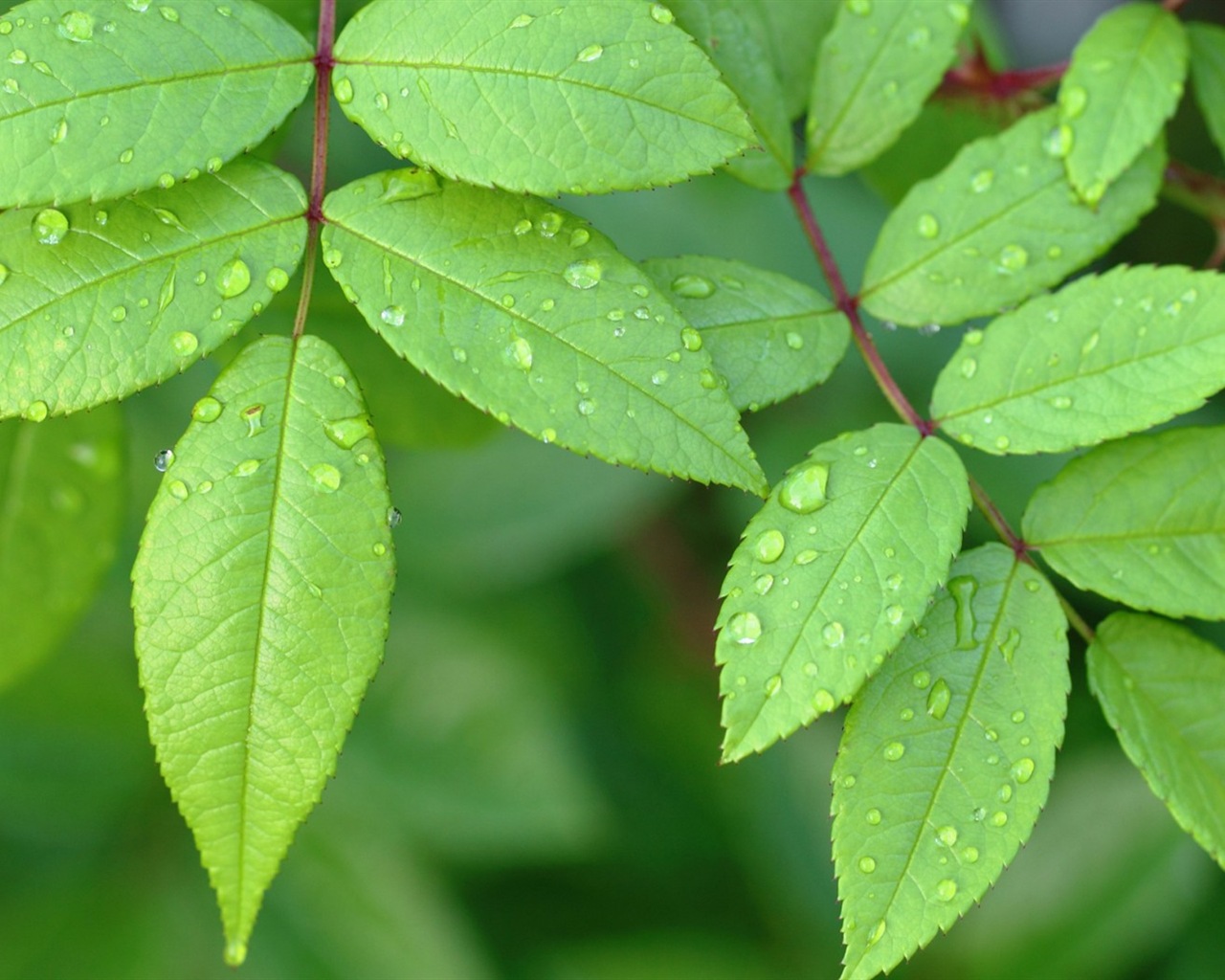 Les feuilles des plantes avec des papiers peints rosée HD #17 - 1280x1024