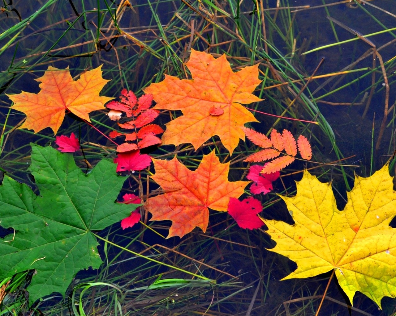 Les feuilles des plantes avec des papiers peints rosée HD #18 - 1280x1024