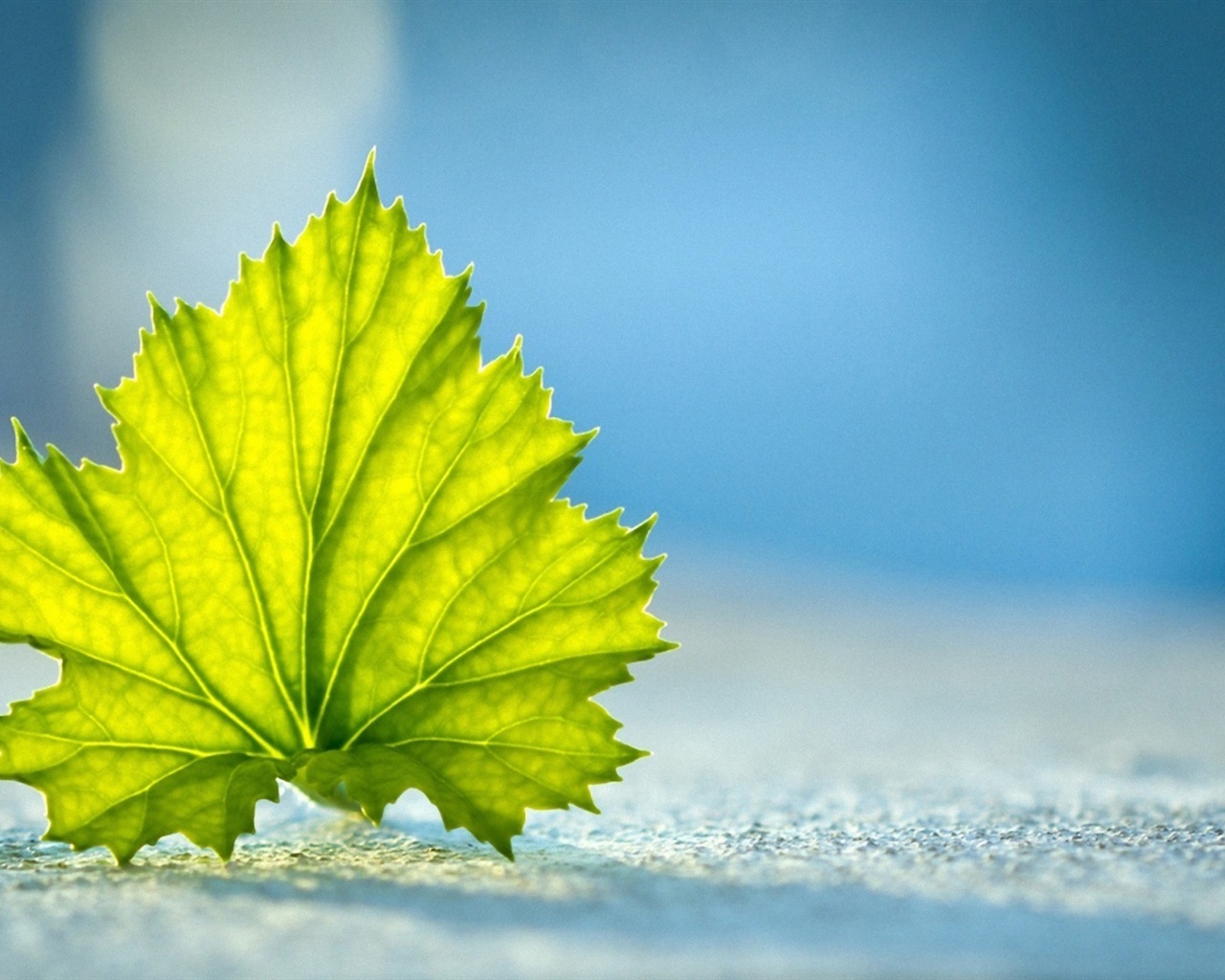 Les feuilles des plantes avec des papiers peints rosée HD #19 - 1280x1024