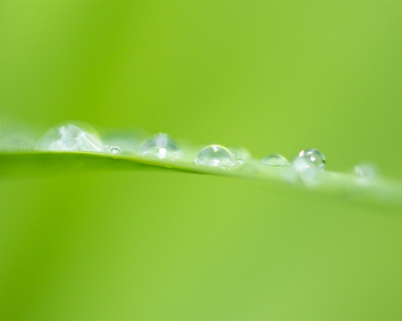 Plant leaves with dew HD wallpapers #20 - 1280x1024