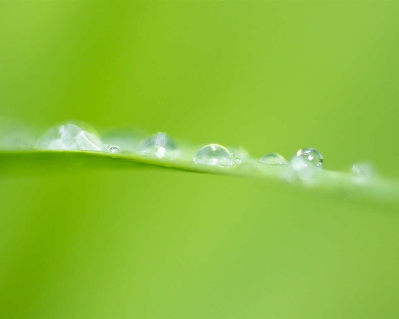 葉子與露珠 高清植物壁紙 #20 - 1280x1024