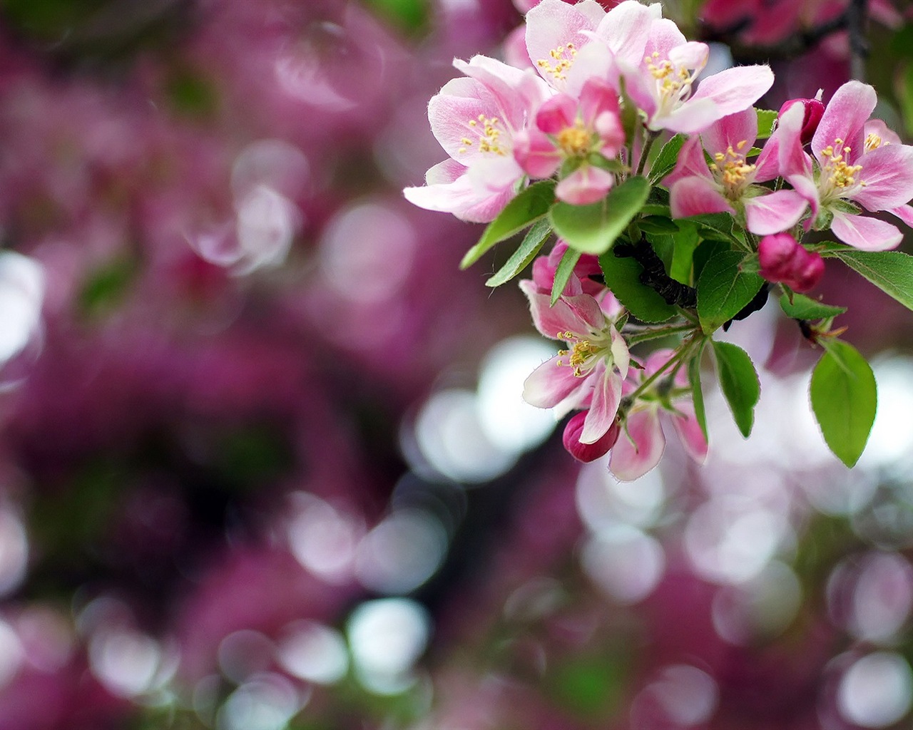 Macro close-up of beautiful flowers HD wallpapers #2 - 1280x1024