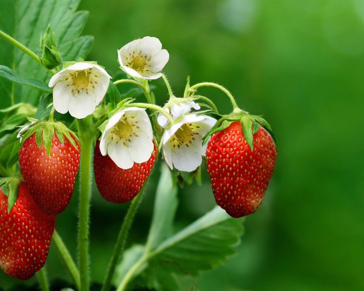 Macro close-up of beautiful flowers HD wallpapers #3 - 1280x1024