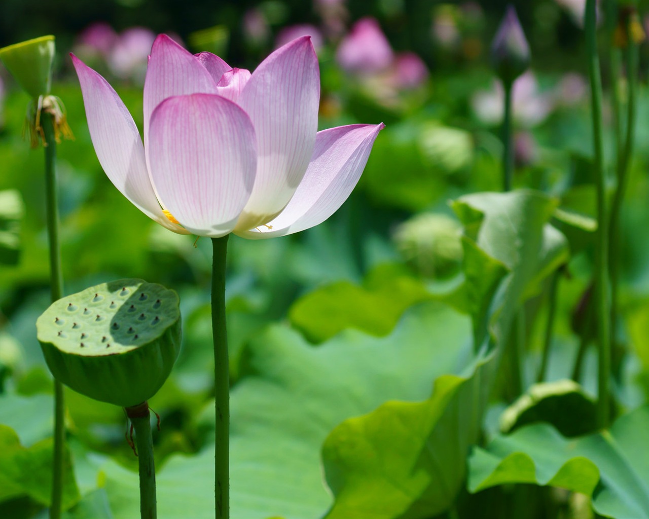 Macro close-up of beautiful flowers HD wallpapers #5 - 1280x1024