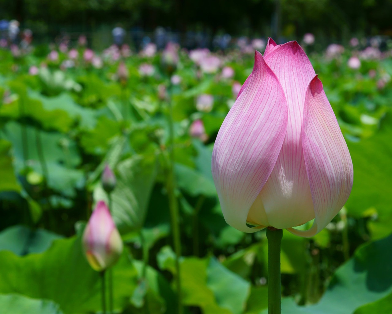 Macro close-up of beautiful flowers HD wallpapers #6 - 1280x1024