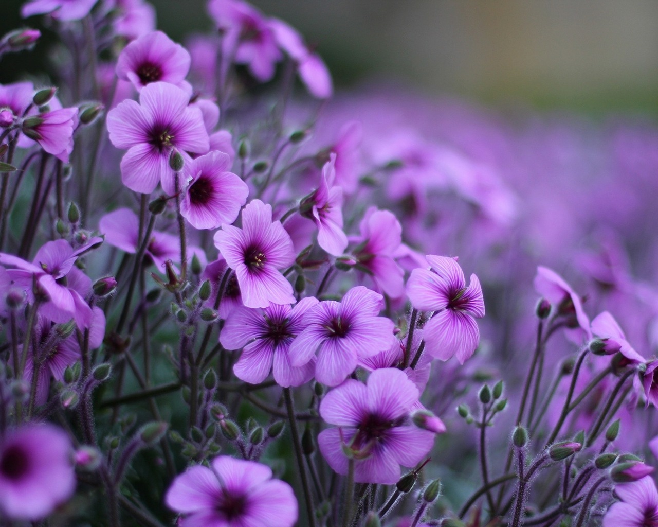 Macro close-up of beautiful flowers HD wallpapers #7 - 1280x1024