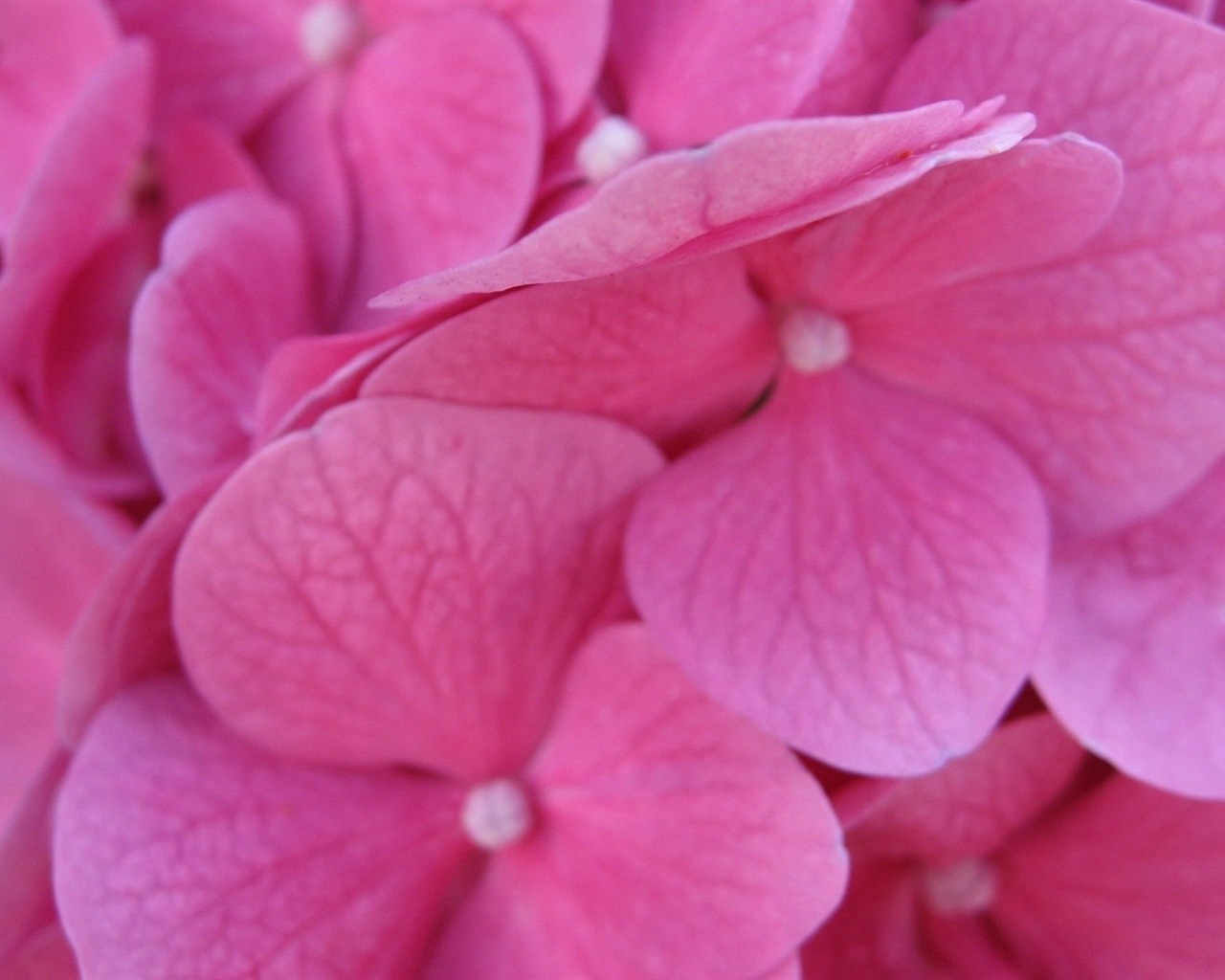 Macro close-up of beautiful flowers HD wallpapers #12 - 1280x1024