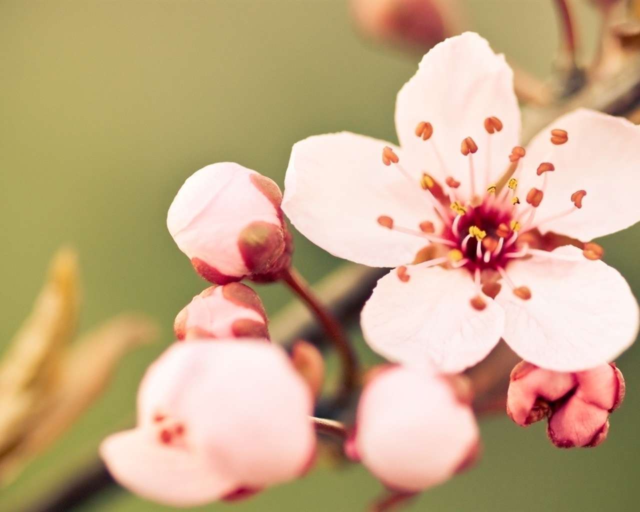 Macro close-up of beautiful flowers HD wallpapers #13 - 1280x1024